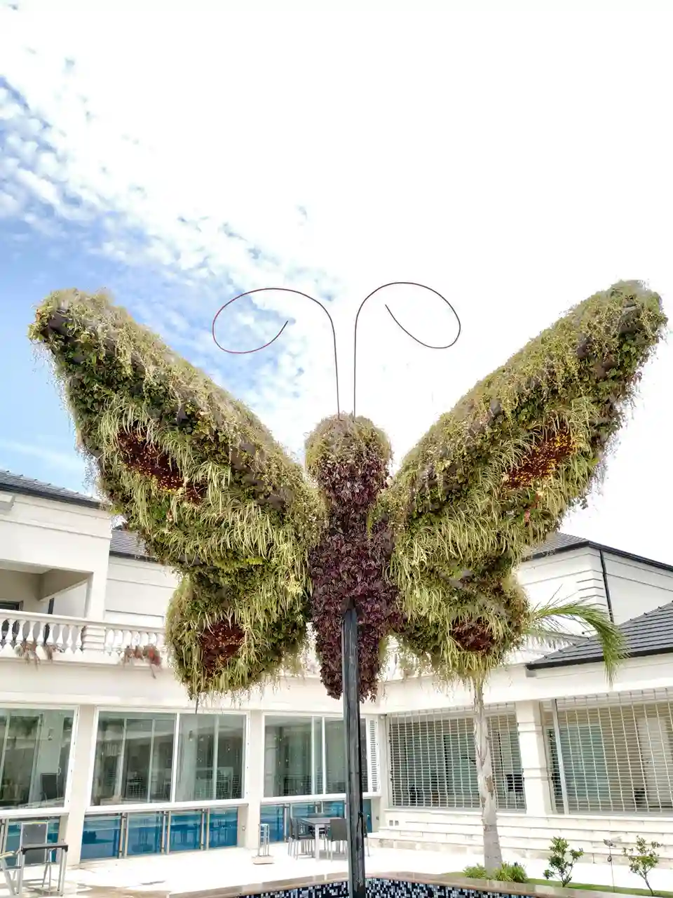 Vista frontal de la mariposa topiaria viviente